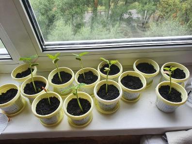 всходы фасоли